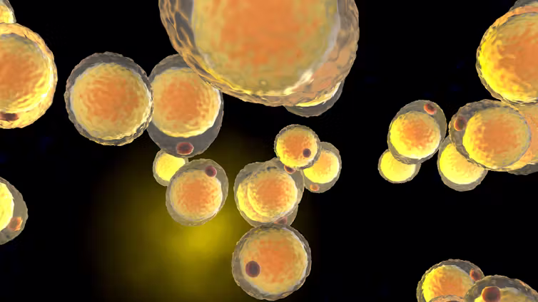 A digital image of fat cells circulating in the body.
