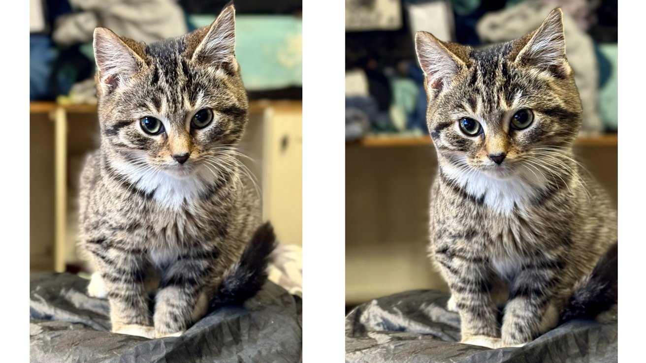 Portrait of small gray tabby kitten sitting side by side facing forward, big eyes looking at camera, soft blankets indoors and folded clothes in background